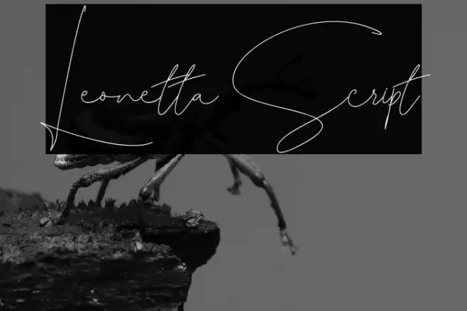 Leonetta Script Example 3