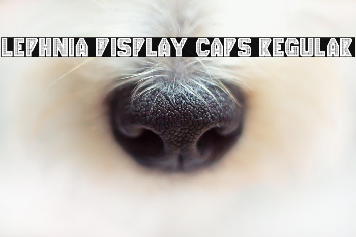 Lephnia Display Caps Regular Example 2