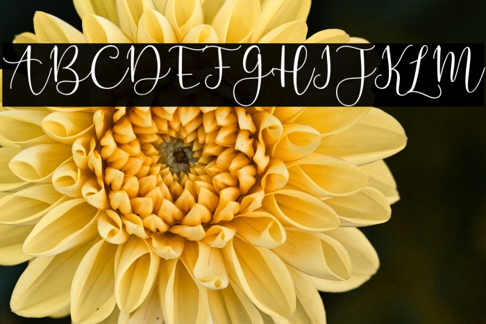 Lesillia-Script Example 1