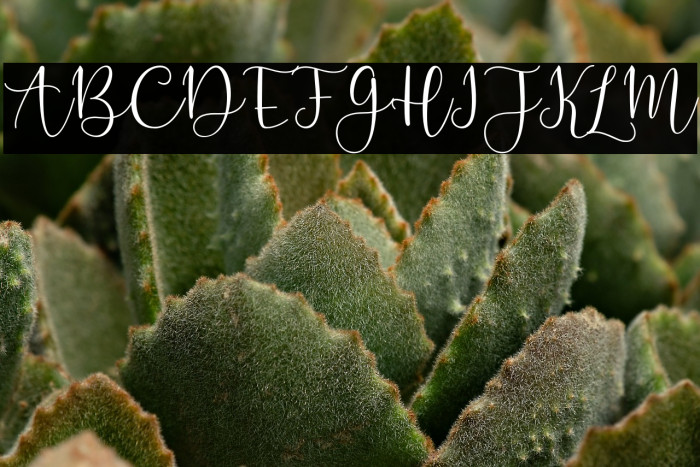 Lesillia-Script Example 2