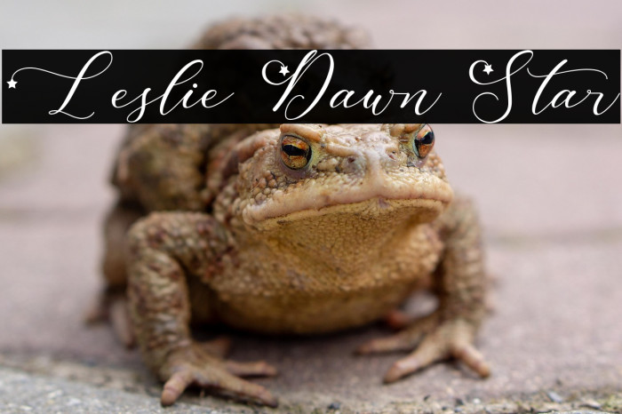 Leslie Dawn Star Example 3