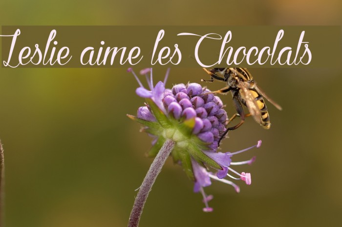 Leslie aime les Chocolats Font examples