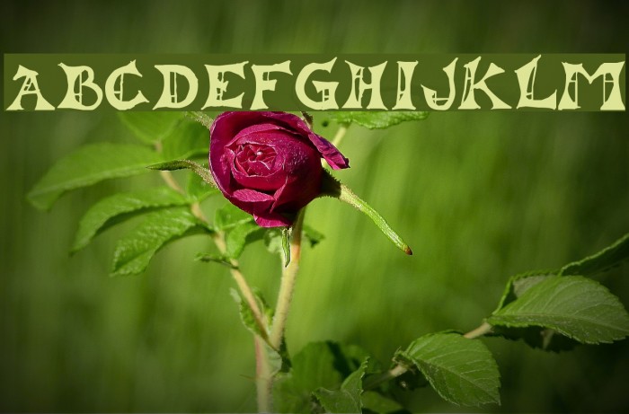 Lestat Font examples