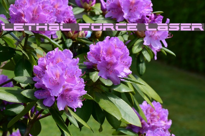 Lethal Force Laser Caratteri examples