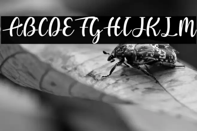 Letizia Font examples