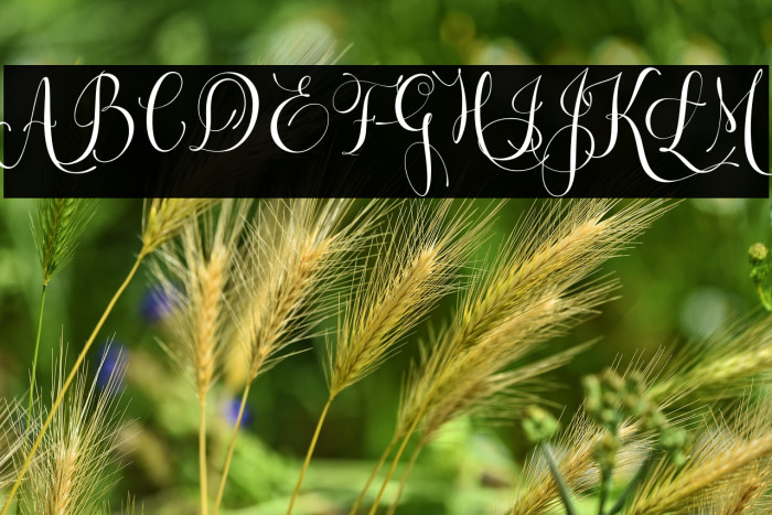 Letsgetcrazy Example 2