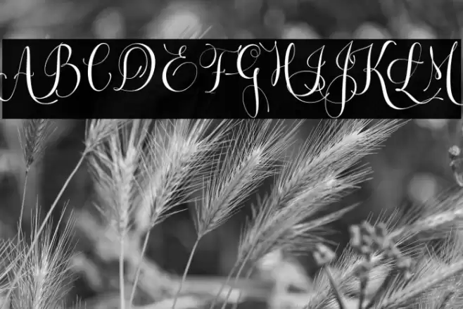 Letsgetcrazy Font examples