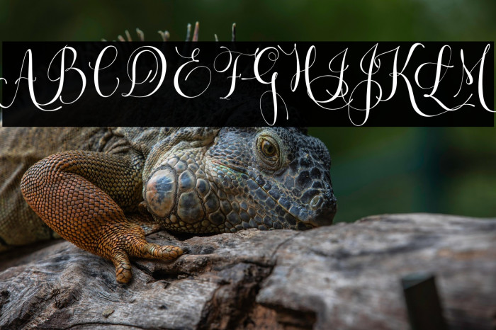 Letsgetcrazy Example 3