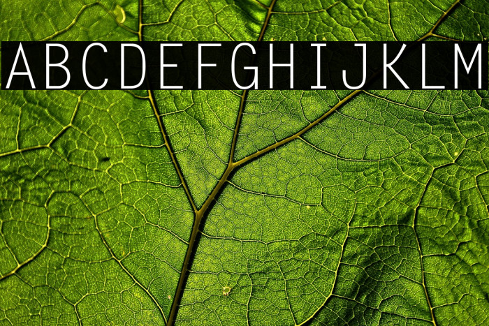 Letter Gothic Std(RUS BY LYAJKA Example 2