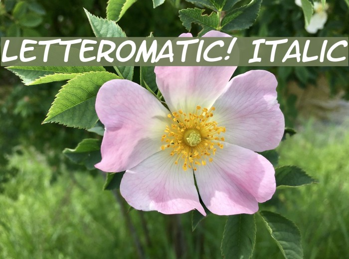 LetterOMatic! Italic Font examples