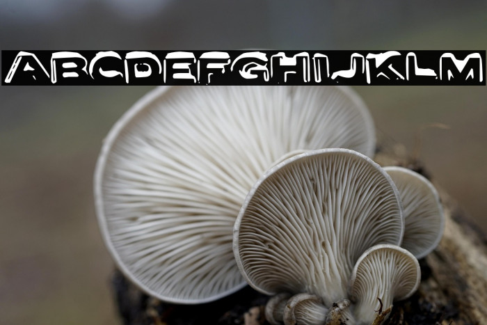 LetterSetA-Regular Example 3