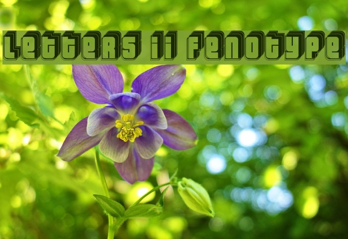 Letters II `Fenotype` Font examples