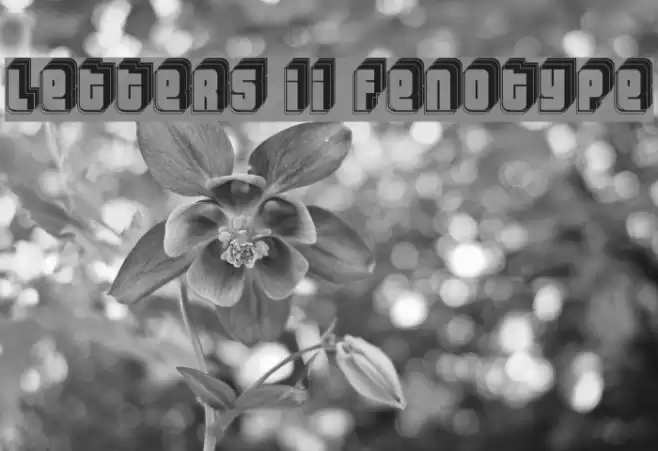 Letters II `Fenotype` फ़ॉन्ट examples