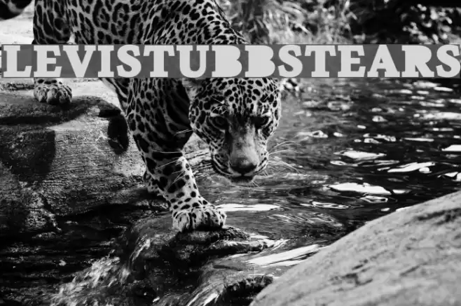 LeviStubbsTears Font examples