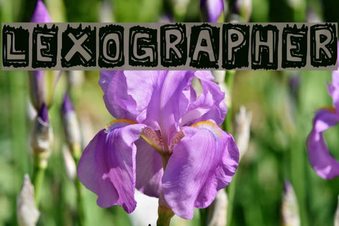 Lexographer Font examples