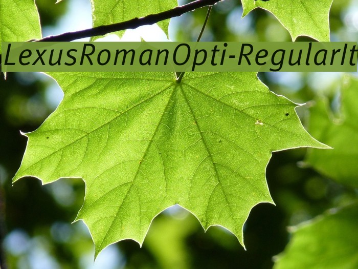 LexusRomanOpti-RegularIt Font examples