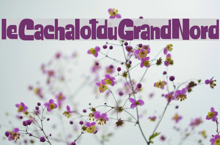 leCachalotduGrandNord Font examples