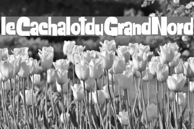 leCachalotduGrandNord Font examples