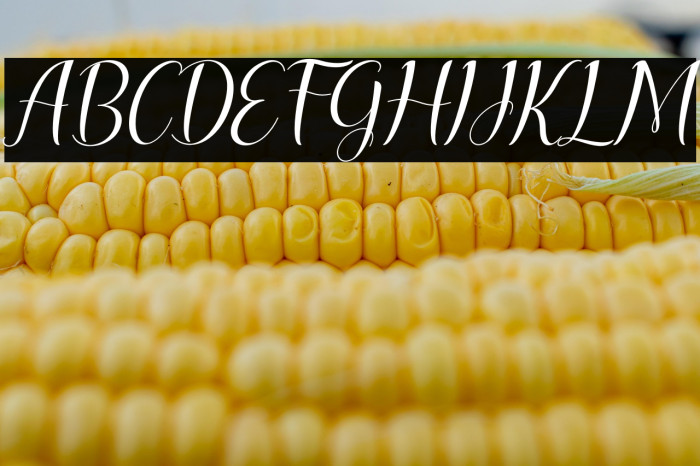 lesley lovely Italic Example 2