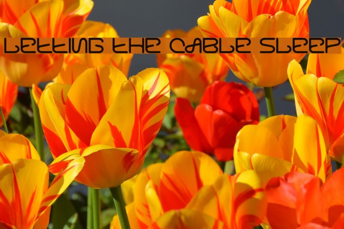 letting the cable sleep Font examples