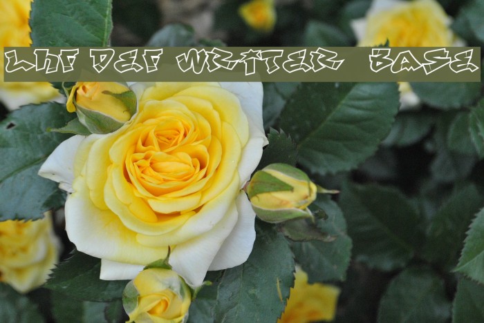 LHF Def Writer | BASE Example 3