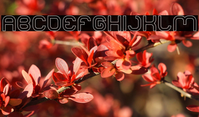 LIFE FOR FUN-Hollow Example 2