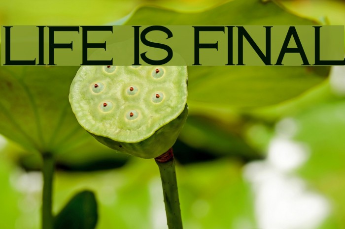 LIFE IS FINAL Font examples