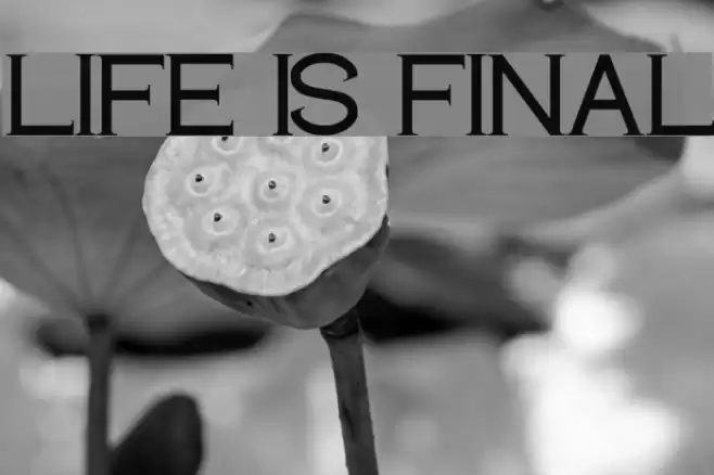 LIFE IS FINAL Polices examples