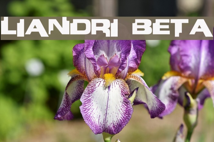 Liandri BETA Font examples