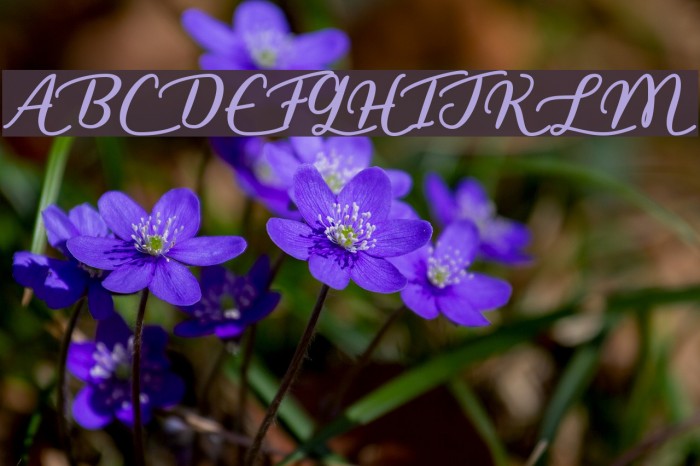 LiarScript Font examples
