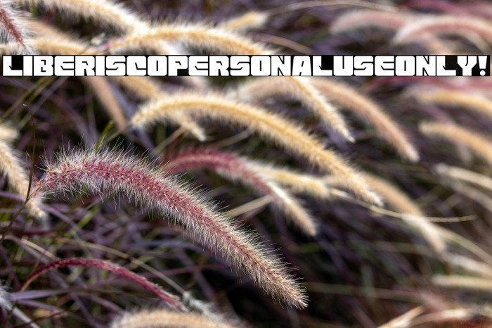 Liberisco PERSONAL USE ONLY! Example 2