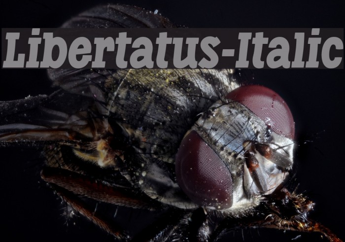 Libertatus-Italic Font - FFonts.net