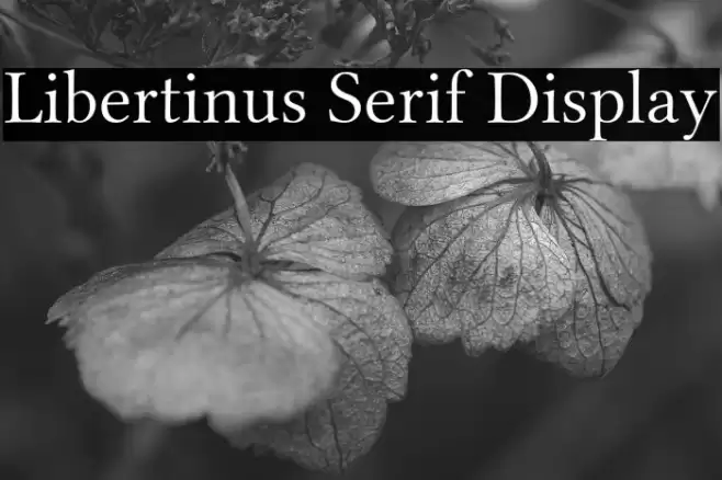 Libertinus Serif Display Font examples