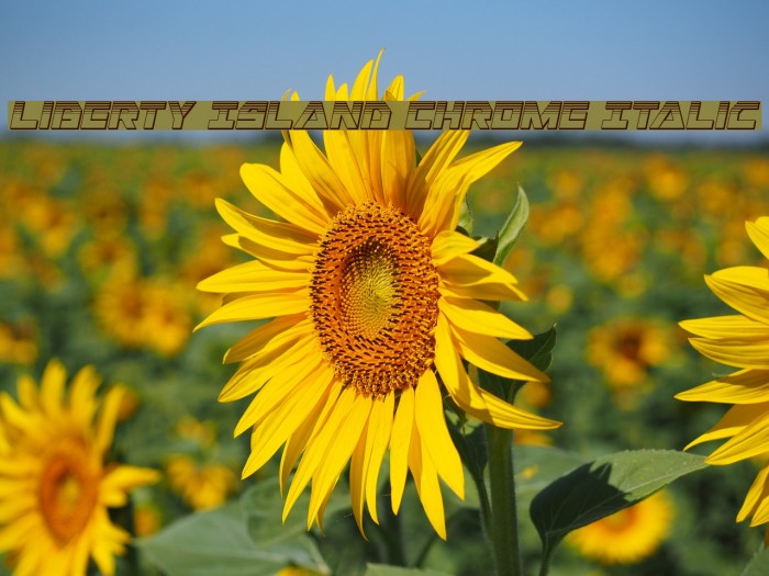 Liberty Island Chrome Italic Example 2