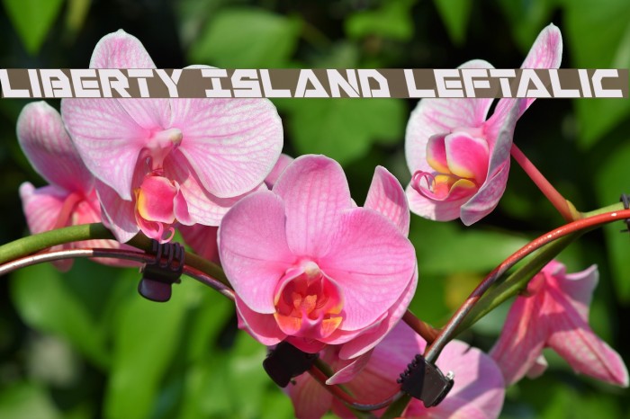 Liberty Island Leftalic Font examples
