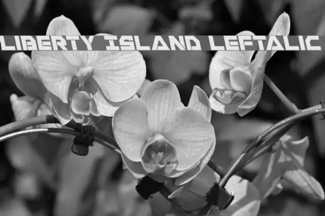 Liberty Island Leftalic Example 3