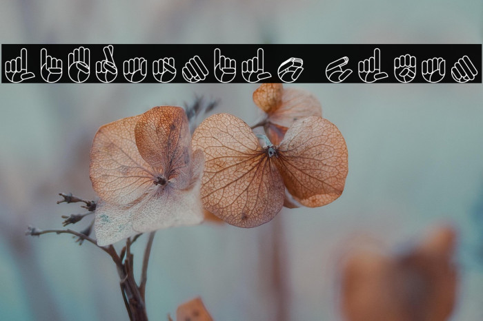 Libras-nilo Clean Example 3