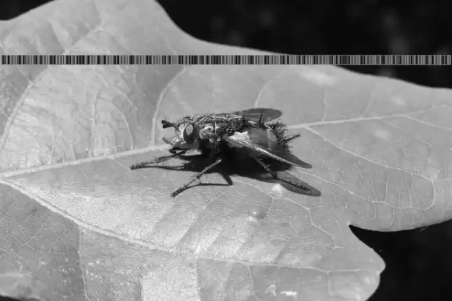 Libre Barcode 39 Extended Regular Font examples