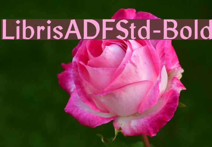 LibrisADFStd-Bold Font examples