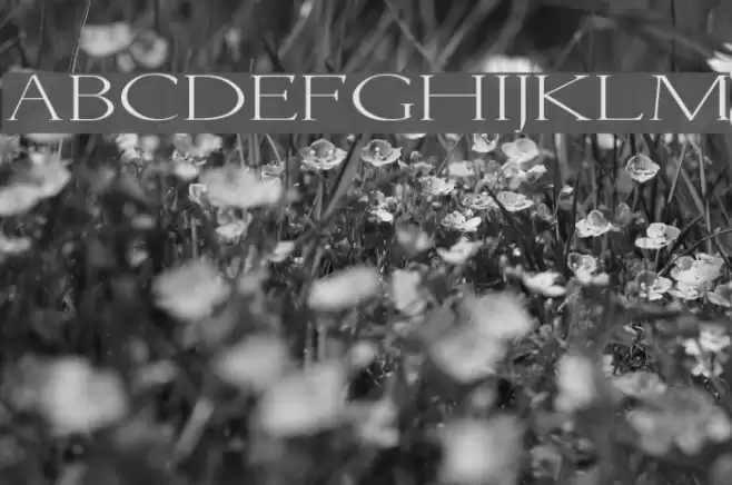 Lichtner Ex Font examples