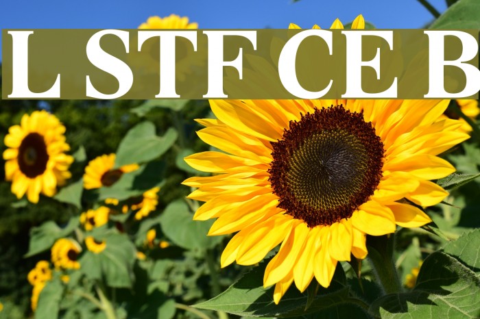 Lido STF CE Bold Font examples