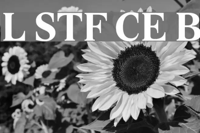 Lido STF CE Bold Example 2