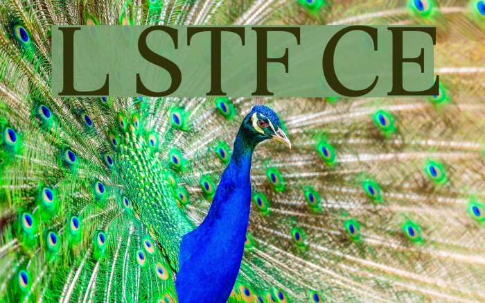 Lido STF CE Font examples
