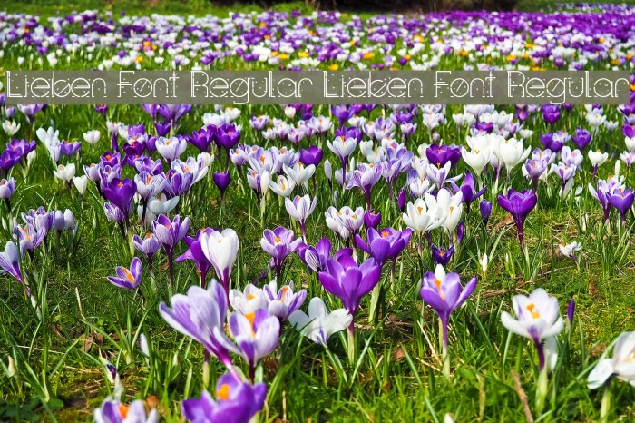Lieben Font Regular Lieben Font Regular Example 2