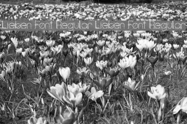 Lieben Font Regular Lieben Font Regular Font examples