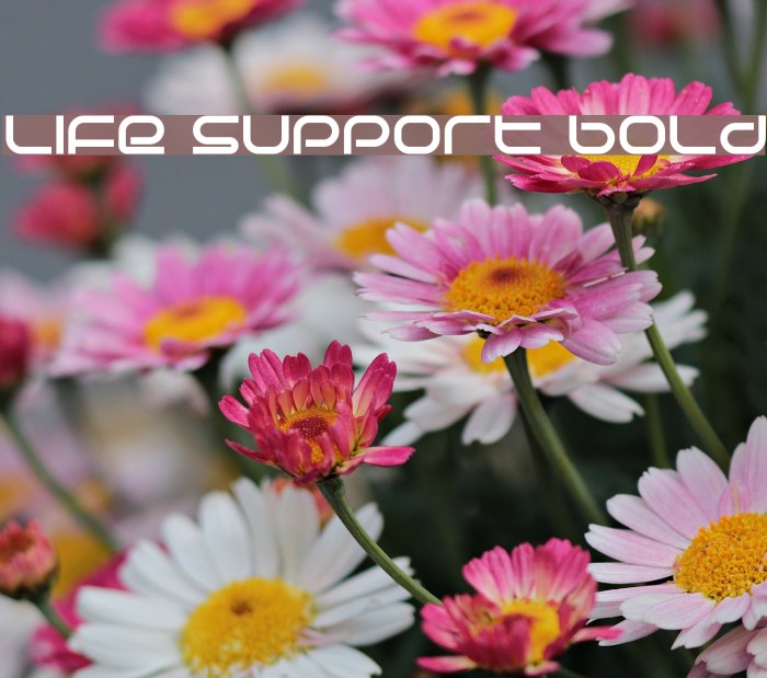Life Support Bold Font examples