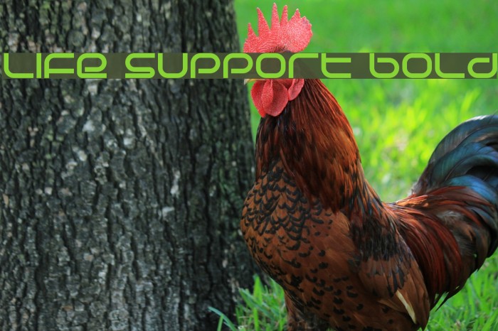 Life Support Bold Font examples