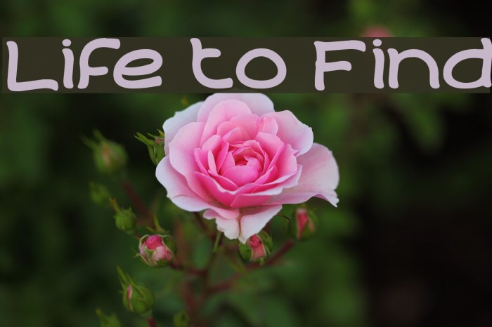Life to Find Font examples