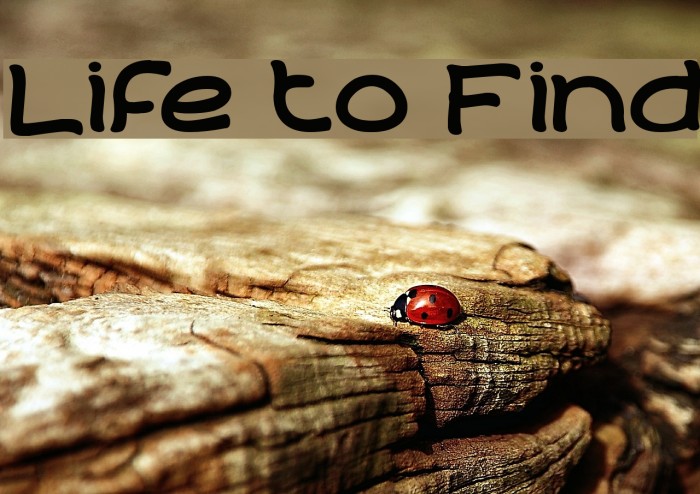 Life to Find Font examples