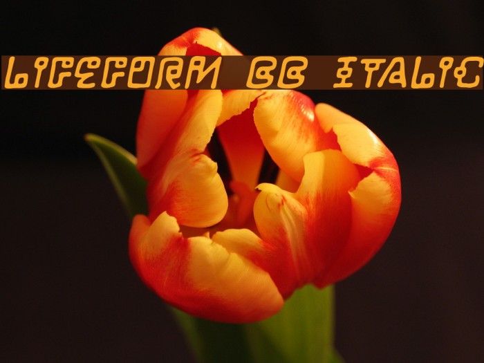 LifeForm BB Italic Font examples
